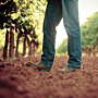 Oxford Landing Estates Sauvignon Blanc