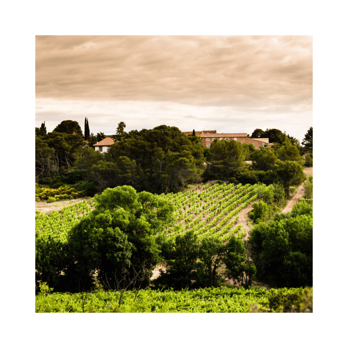 Laurent Miquel Père et Fils Chardonnay