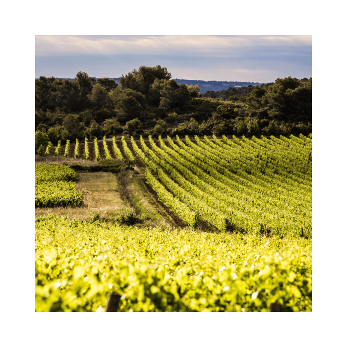 Laurent Miquel Père et Fils Chardonnay